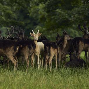 Deer in the park Jake Eastham