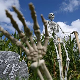 A skeleton at The Halloween Maize Maze at Thorpe Farm Centre.