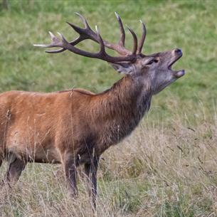 A stag in a field roaring its head