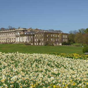 Wynyard Hall and grounds with daffodils in the foreground