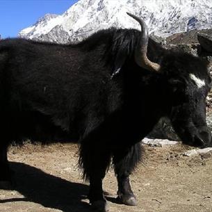 a Yak in the Himalayas
