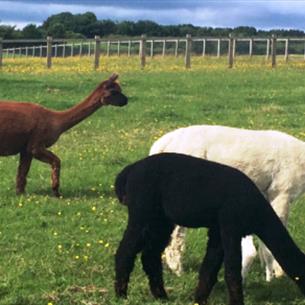 Alpaca Walking