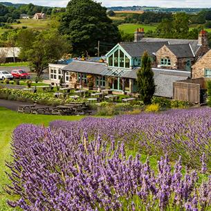 Black Horse Beamish Lavender