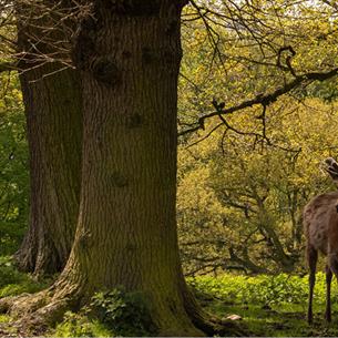 Deer in forest