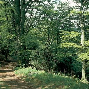 Castle Eden Denemouth Heritage Coastal Footpath