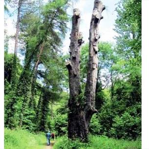 Castle Eden Dene - The Yew Tree Walk