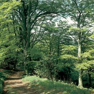 Footpath through Hawthorn Dene