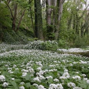 Hesleden Dene woodland walk with woodland flowers