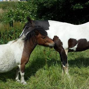 Hole In The Wall Horse Riding School