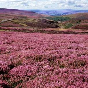 The purple heather in the Durham Dales North Pennines
