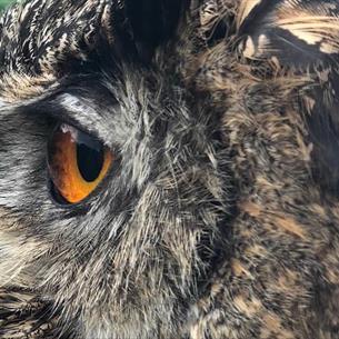 An owl at Potters World