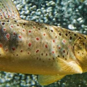 Balderhead Reservoir Trout Fishery