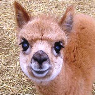 Cuddle the Alpacas at Hall Hill Farm