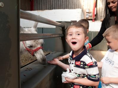 Feed the llamas at Adventure Valley