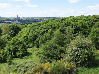 Image of Pelaw Wood overlooking Durham Cathedral in the distance.