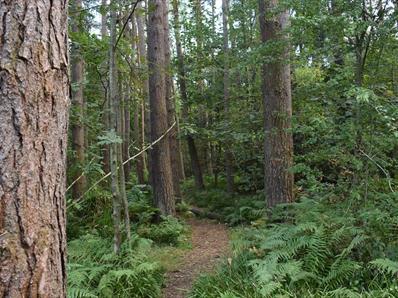 A track through the trees