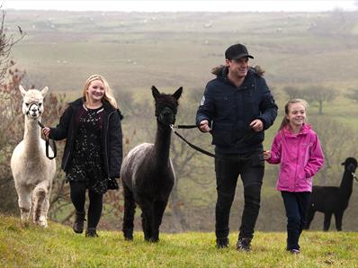 Take a walk with alpacas at Teesdale Alpacas in the Durham Dales