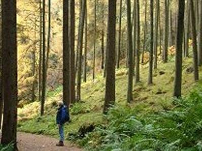 Hamsterley Forest Walk