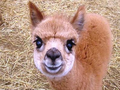 Cuddle the Alpacas at Hall Hill Farm