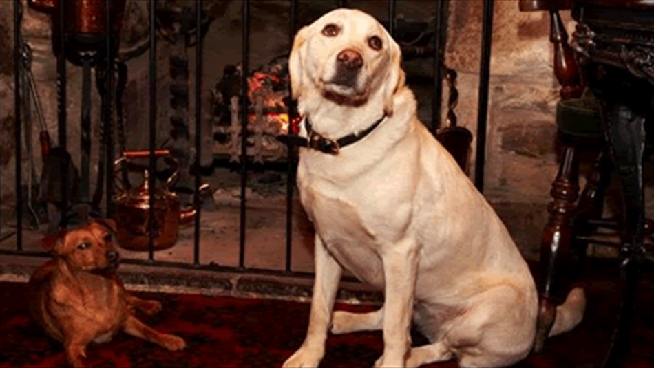 Dog Friendly Places to Eat & Drink - This is Durham