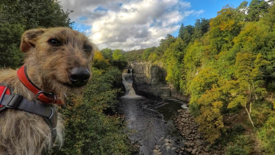 Dog and Pet Friendly UK Holidays Short Breaks in Durham