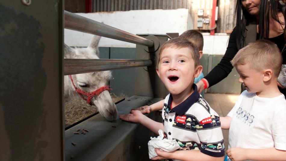 Feed the llamas at Adventure Valley