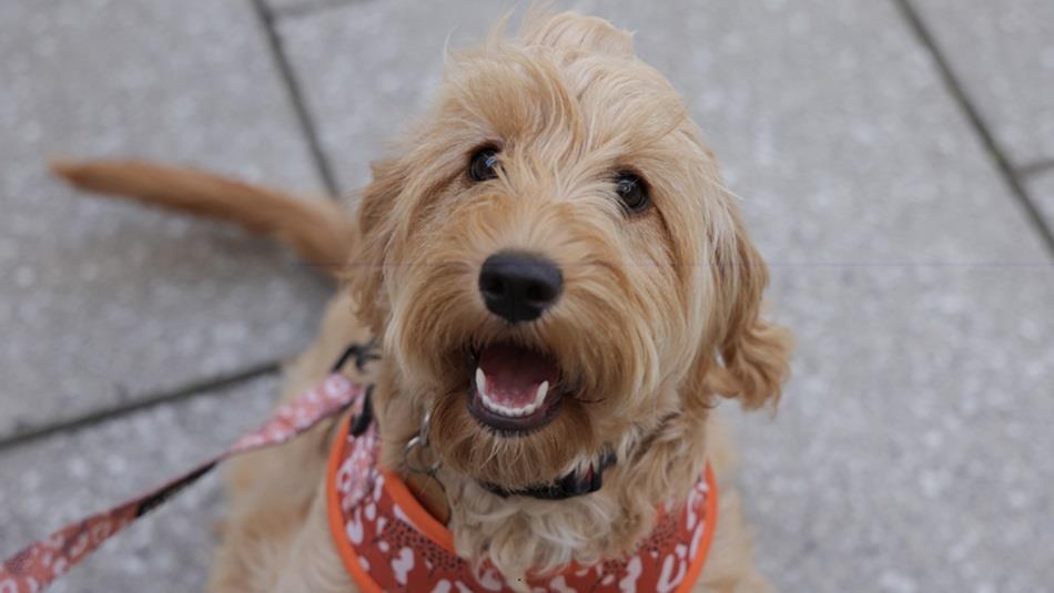 Dalton Park Strut your Pup dog walk event