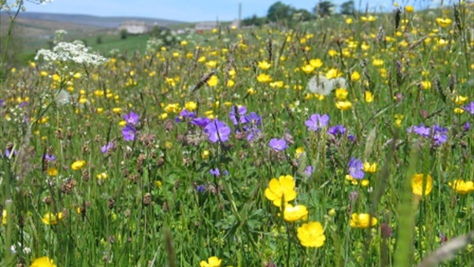 Hay Meadow - Copyright NPAP/Rebecca Barrett