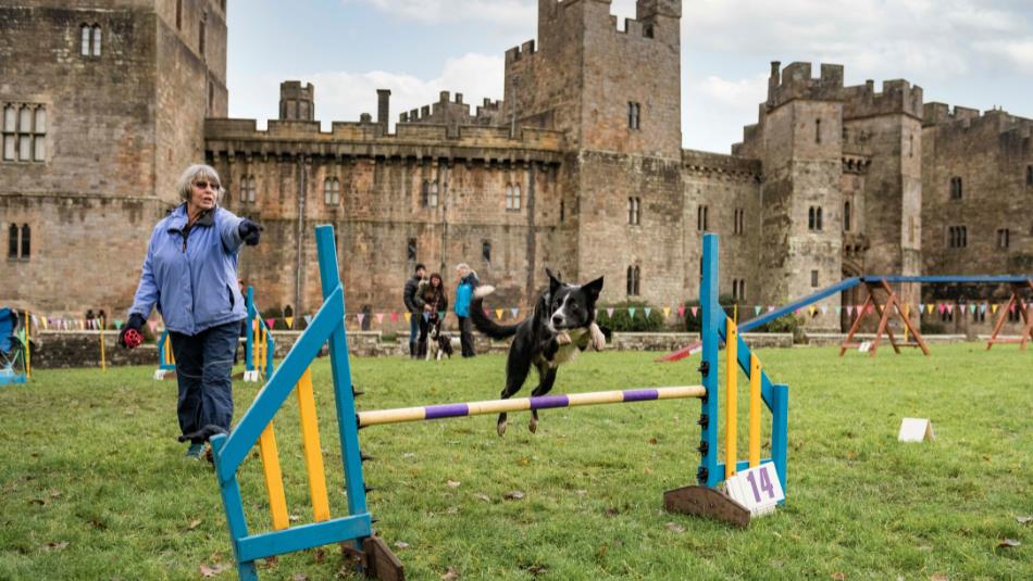 Black dog jumping over an agility jump at bark in the park event at Raby Castle.