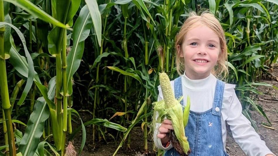 A child holding some corn in the maze