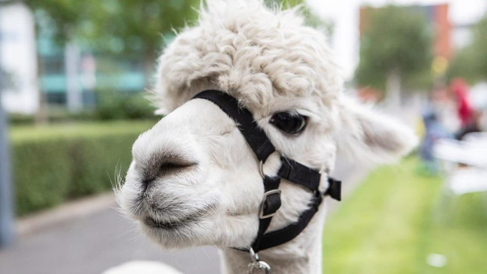 A white Alpaca.