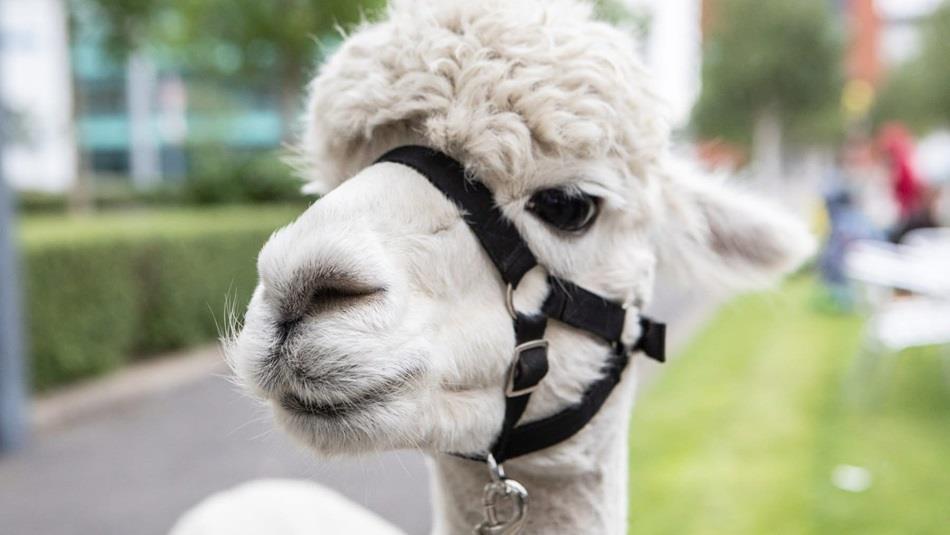 A white Alpaca
