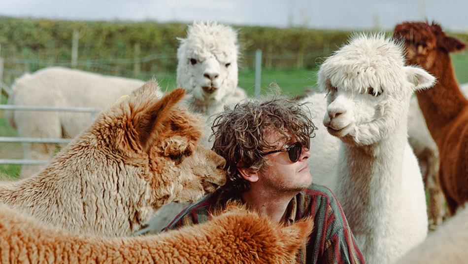 Bill Ryder Jones with some Alpacas