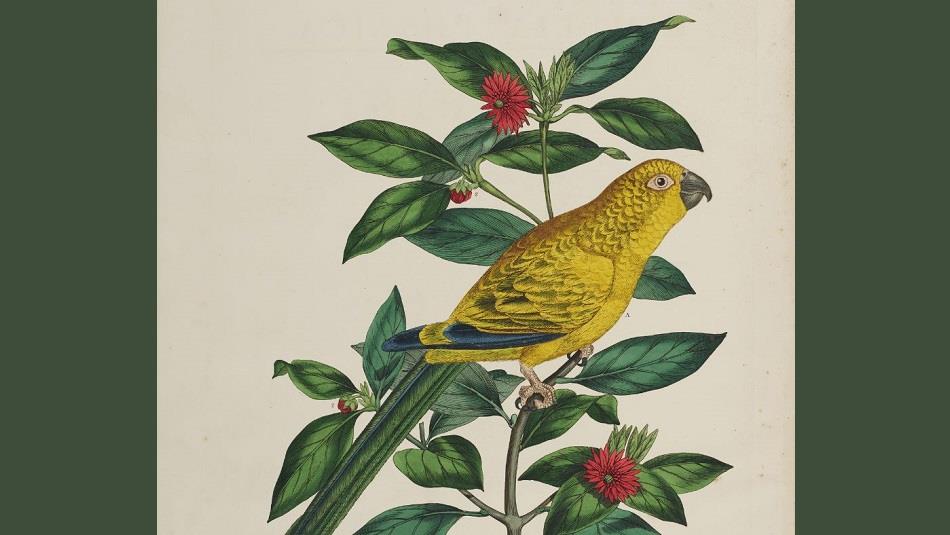 Illustration of a yellow bird with navy feather's perched on a hedge.