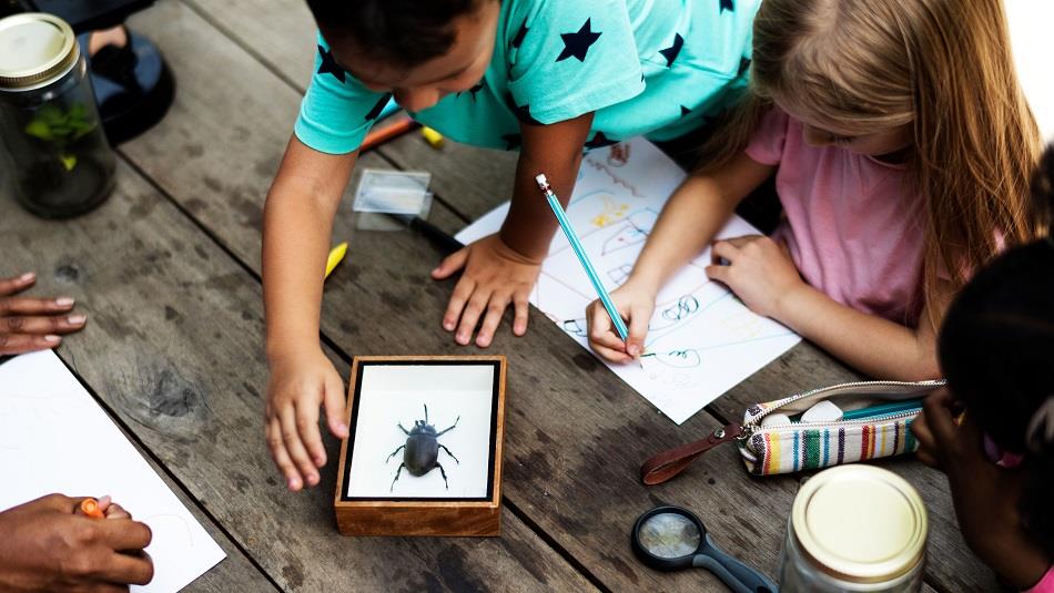 Children drawing and looking at bugs