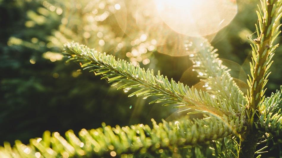 Christmas tree branches close up