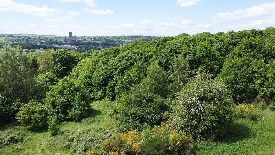 Image of Pelaw Wood overlooking Durham Cathedral in the distance.