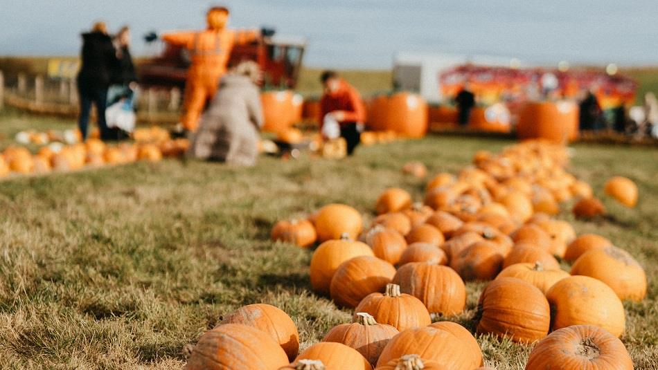 Pumpkin Picking Tweddle Farm