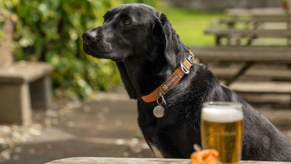 Black Labrador sitting at an outdoor table next to a pint.