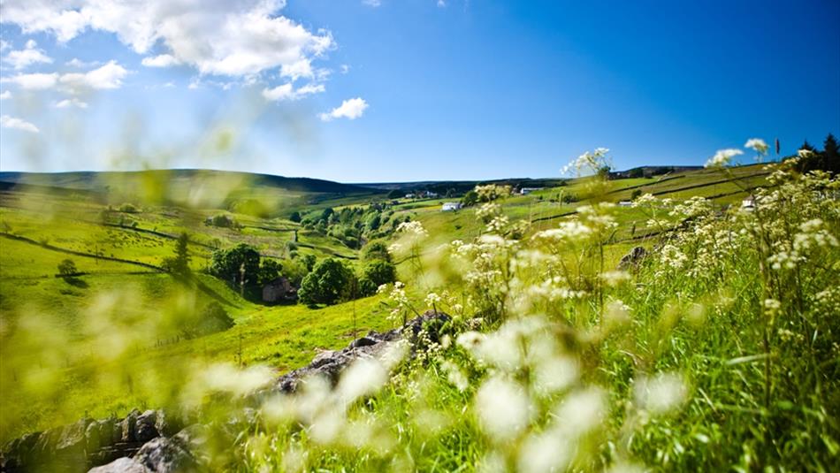 A field in the Durham Dales showing flowers