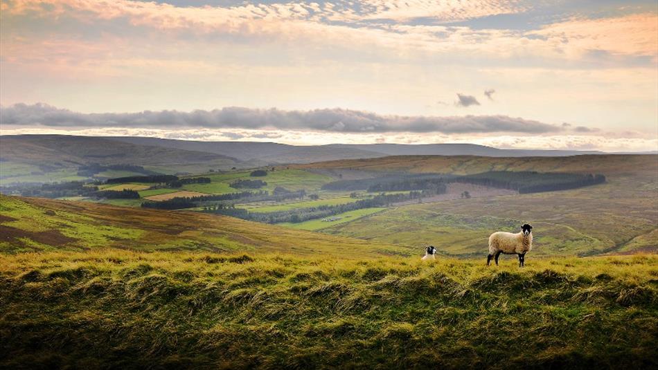 Sheep in a field