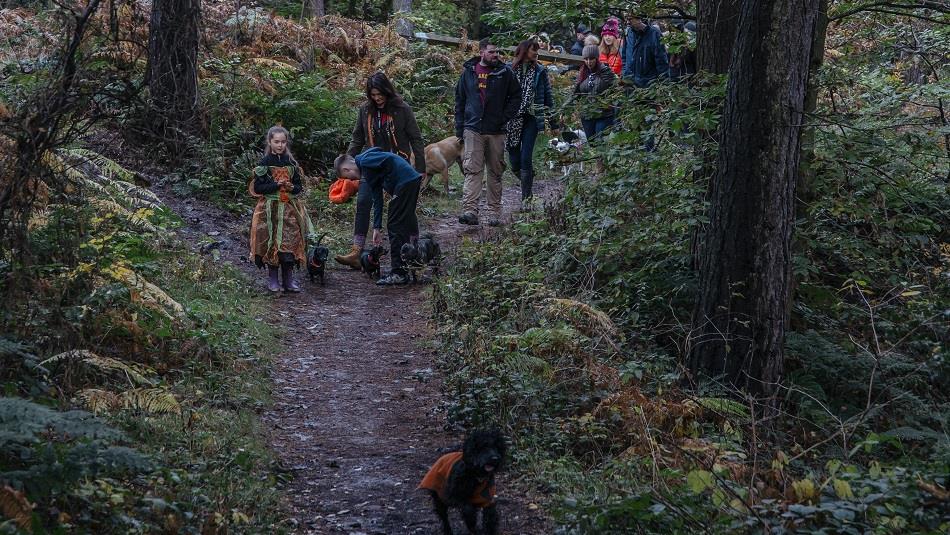 A group foraging in the woods.