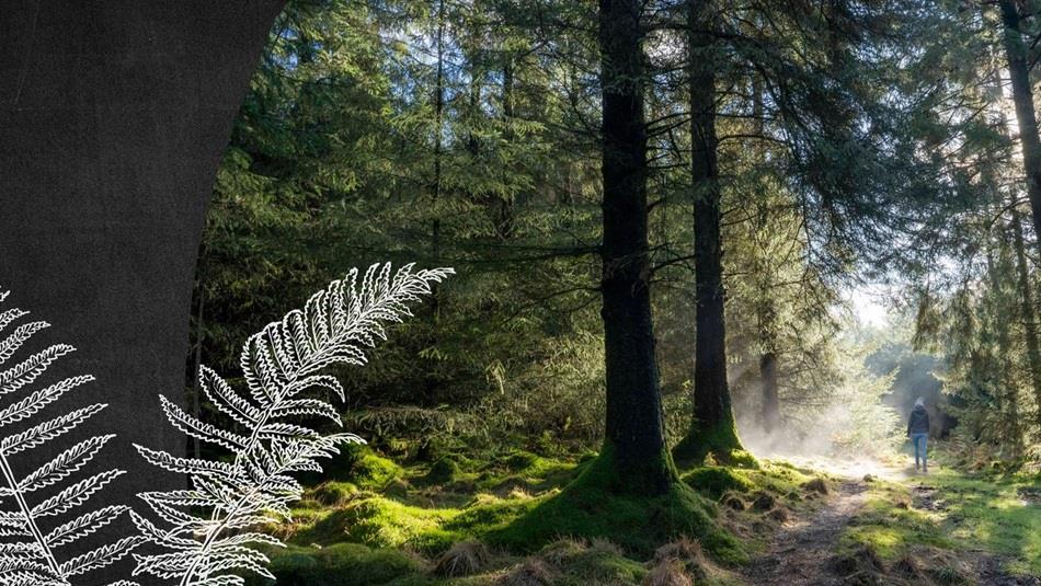 Someone walking in Hamsterley Forest