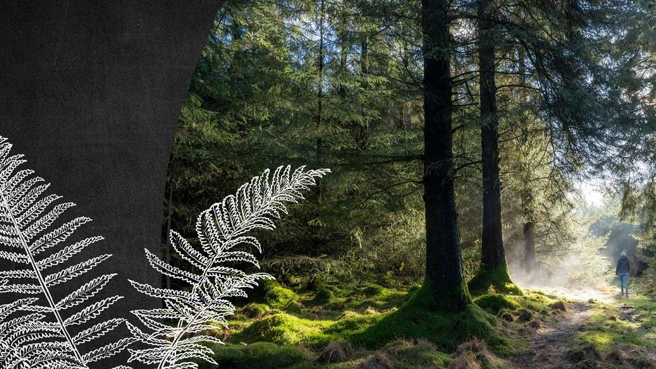 Forests for Wellbeing. Image of someone walking through a pleasant, sunlit forest.