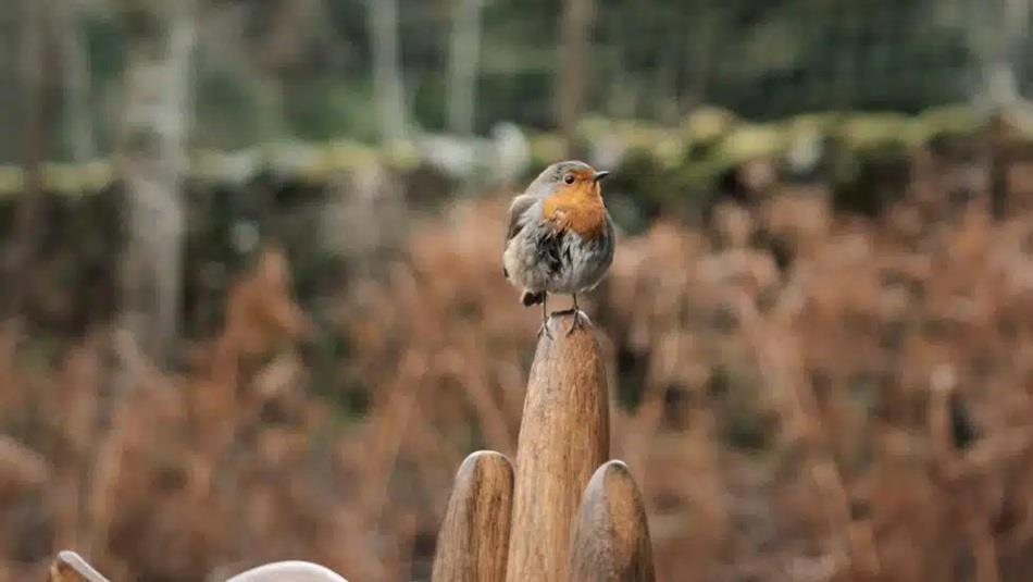 A Robin perched on a wooden sculpture.