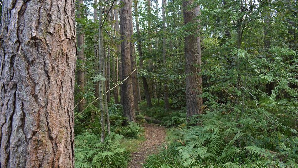 A track through the trees
