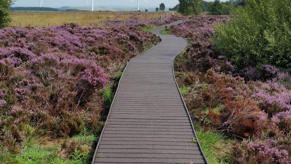 Path surrounded by heather in Hedleyhope Fell