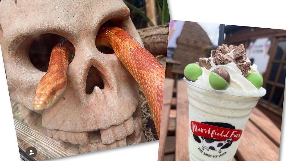 A skull with a snake and a milkshake