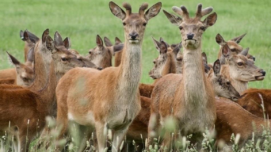 A herd of Deer at Raby Castle, Park and Gardens, County Durham