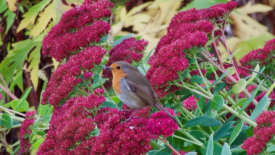 A Robin perched on a dark pink flowering shrub.